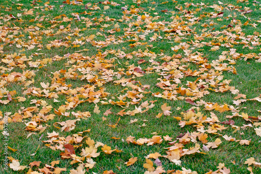 Leaves are orange and yellow autumn fallen lying on the green grass lawn