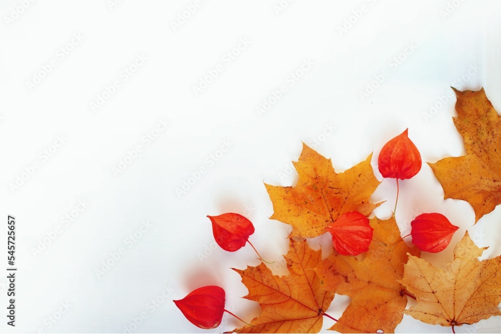 Autumn maple leaves and physalis fruits on a white background. Autumn composition Background for the inscription. calendar.