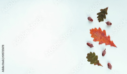 Autumn oak leaves on a white background. Background for the inscription. calendar.