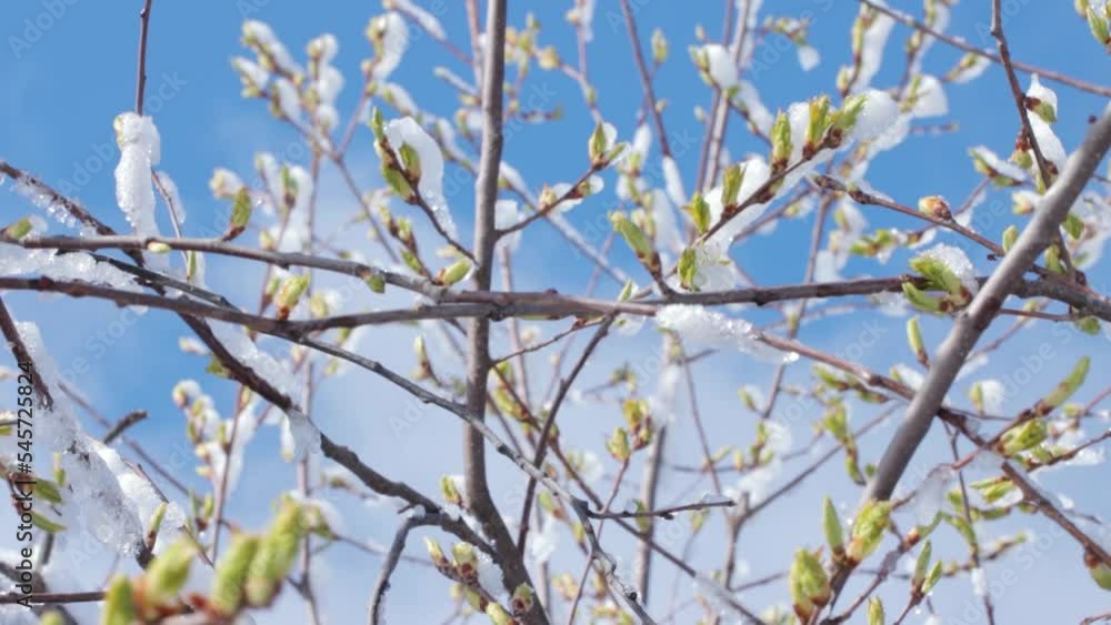 A shot of twigs with blooming buds covered with ice A shot of twigs with blooming buds covered with ice