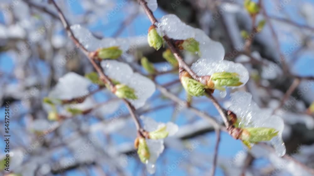 A shot of twigs with blooming buds covered with ice A shot of twigs with blooming buds covered with ice