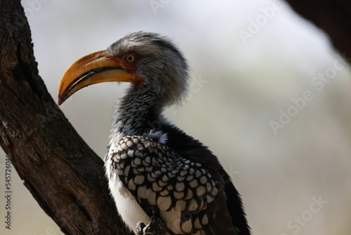 Yellow billed hornbill in the Kruger national park