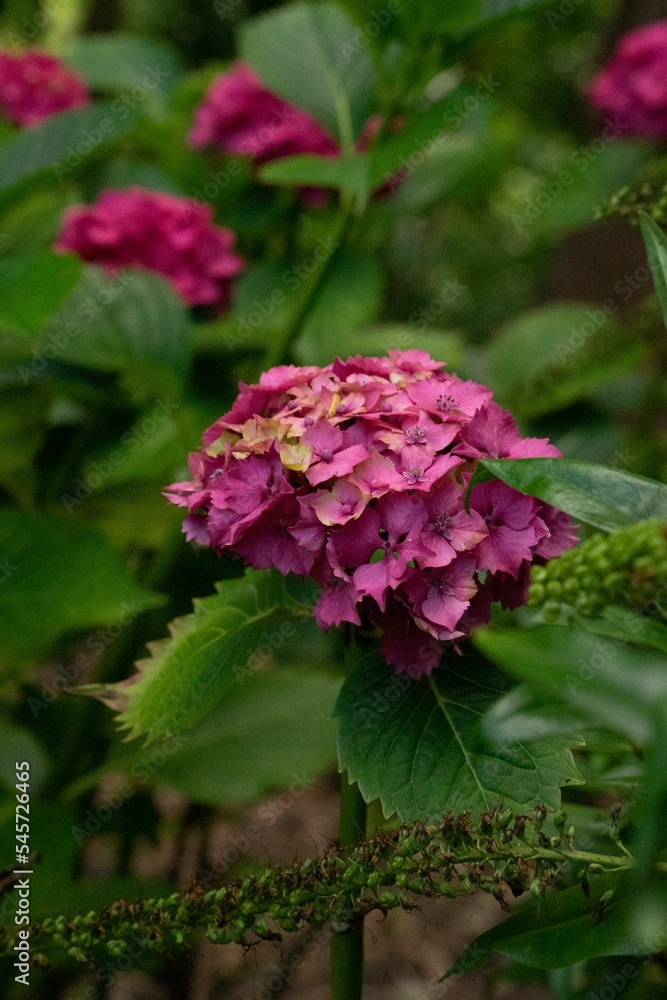 Vertical selective focus High angle closeup of pink Hydrangea macrophylla Vertical selective focus High angle closeup of pink Hydrangea macrophylla