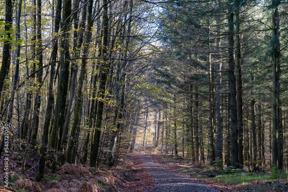Fototapeta premium Bei Trippstadt- Karlstalschlucht-Pfalz im Herbst