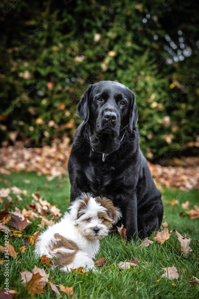Lhasa apso puppy and black labrador retriever Lhasa apso puppy and black labrador retriever