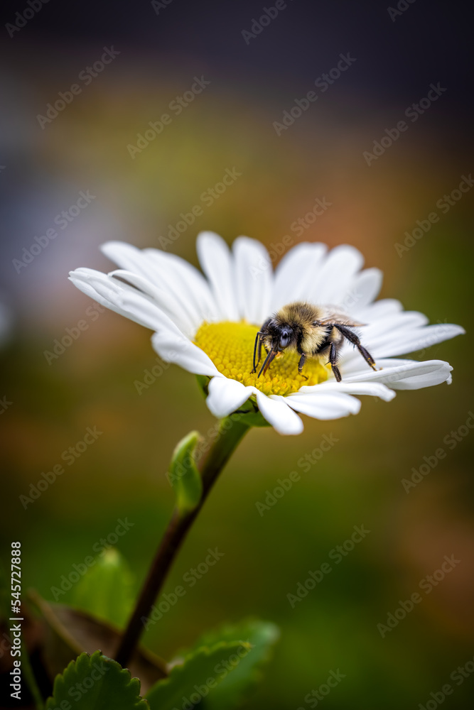 bee on flower bee on flower