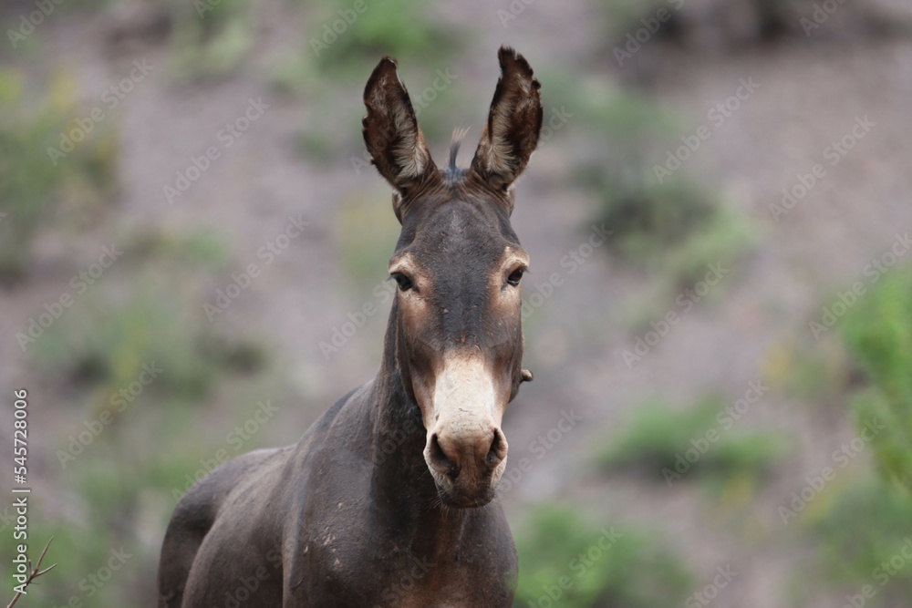 Wild donkey looks at the camera