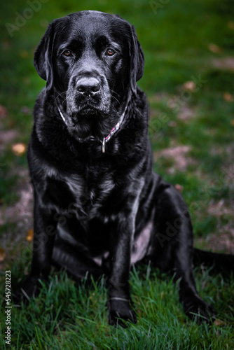 black labrador retriever