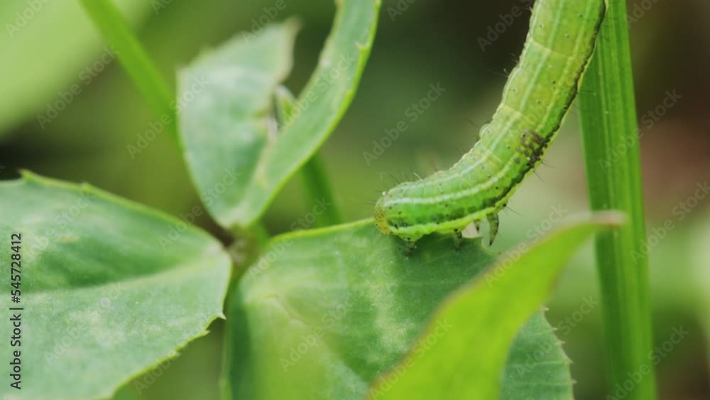 A closeup shot of small green caterpillar A closeup shot of small green caterpillar
