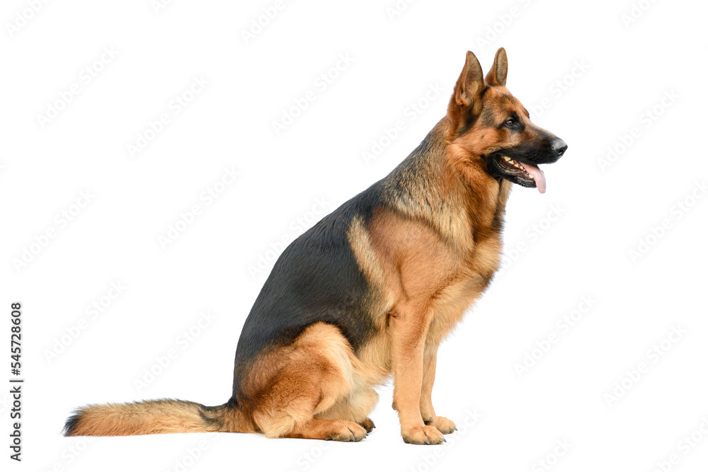 German Shepherd Sitting on the White Background. Service or Working Male Dog Isolated on White Background.