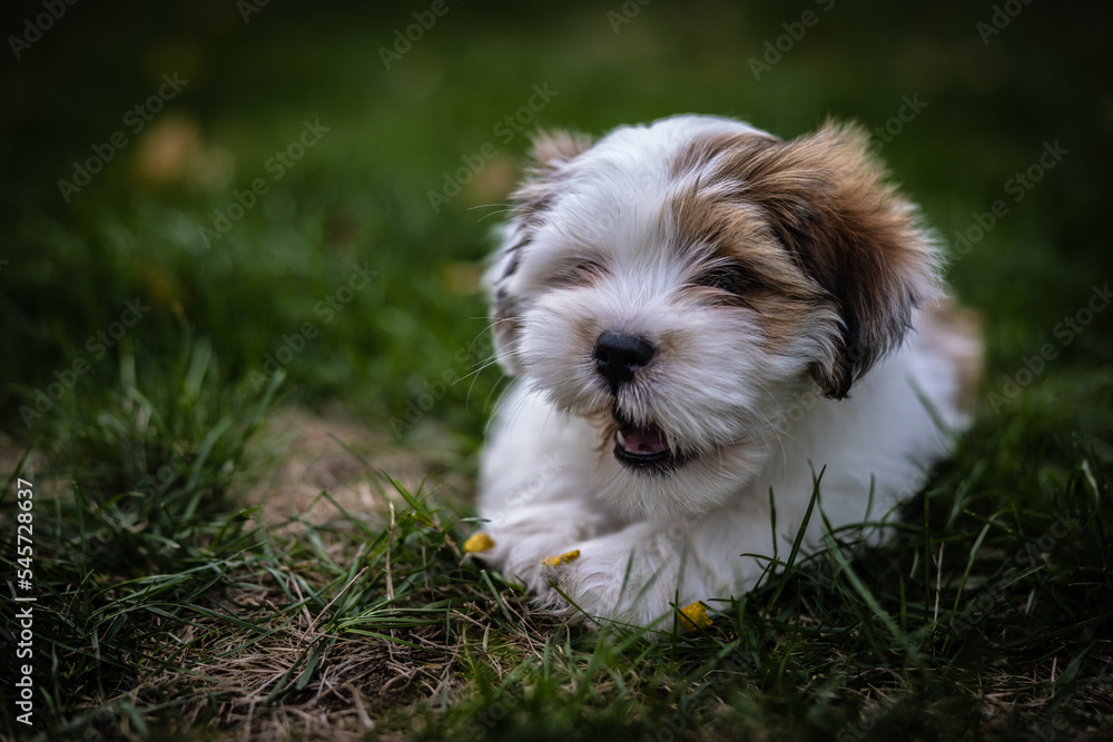 Lhasa Apso puppy Lhasa Apso puppy