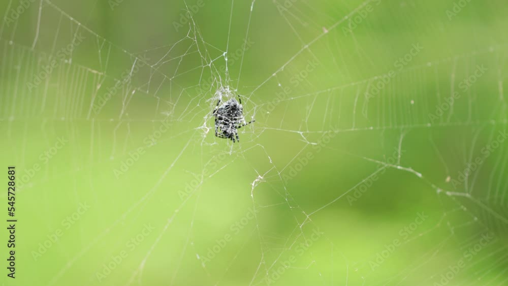 A big black and white spider in its web A big black and white spider in its web
