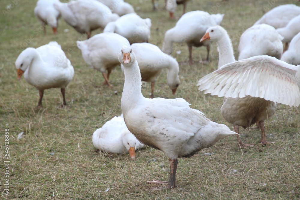 Obraz premium Beautiful shot of a flock of white domestic geese on the pasture