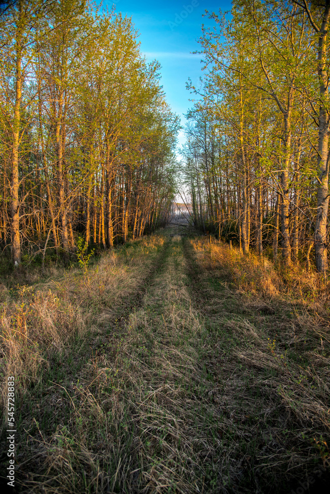 path in autumn forest path in autumn forest