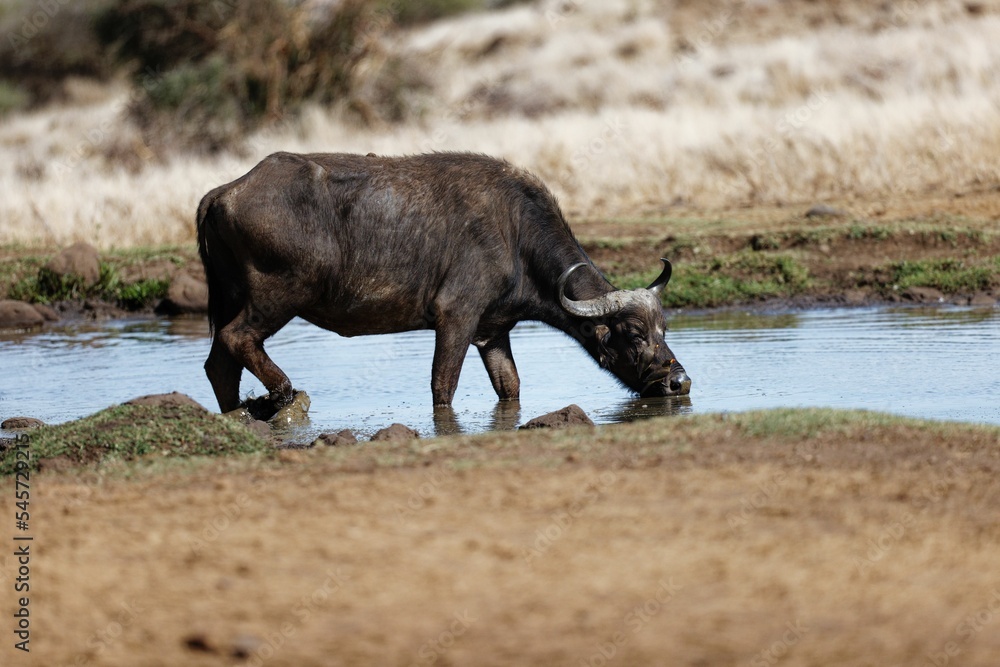 African buffalo drinking water at a waterhole in Lewa Wildlife Conservancy, Kenya African buffalo drinking water at a waterhole in Lewa Wildlife Conservancy, Kenya