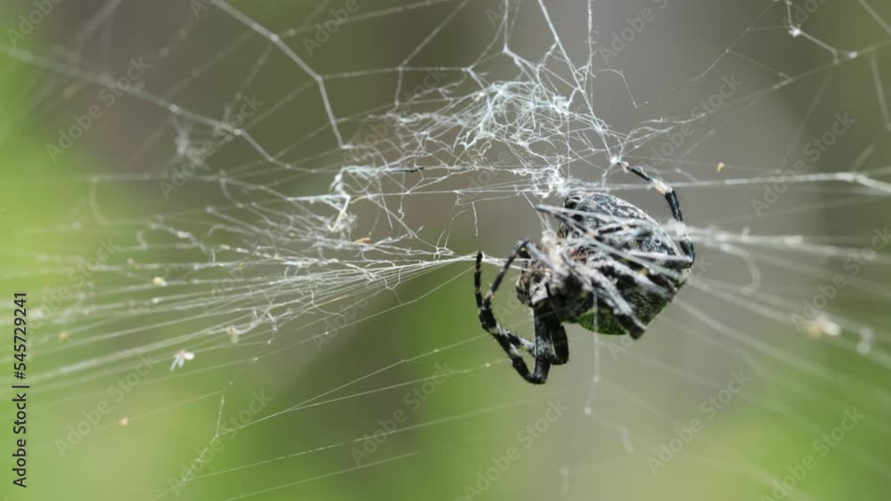 A big black and white spider in its web