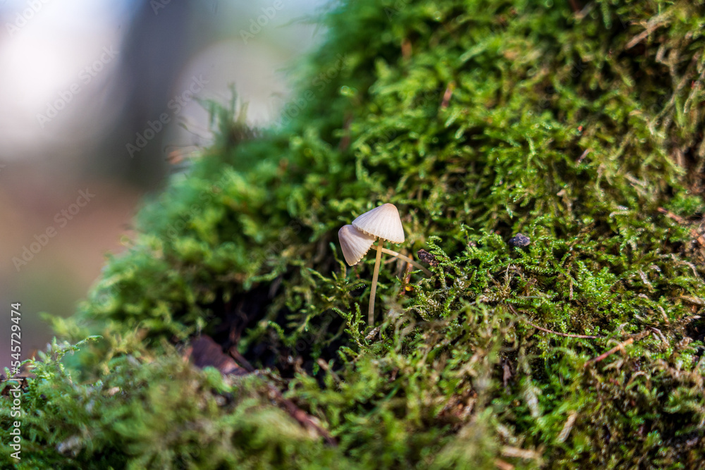 Two small white mushrooms grow in green moss. Two small white mushrooms grow in green moss.
