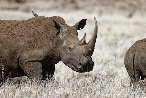 Принти на полотні Rhino walking and eating in Lewa Conservancy, Kenya