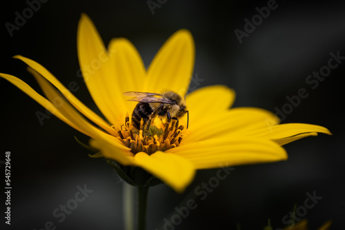 bee on yellow flower
