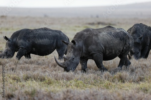 Group of rhinos walking and eating in Lewa Conservancy, Kenya
Description photo