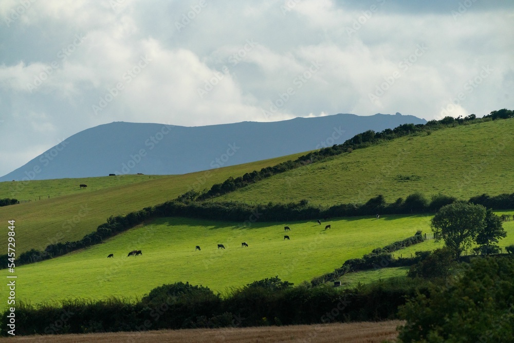 Mesmerizing shot of green shrubs, grassy hill with a grazing herd, a foggy mountain in the horizon