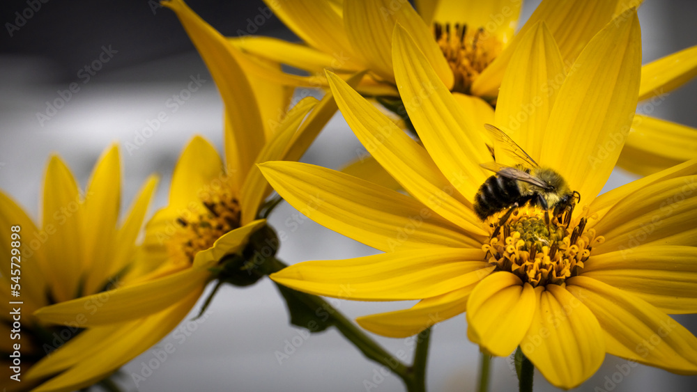 Obraz premium bee on a flower