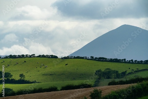 Mesmerizing shot of a grassy hill with a grazing herd, a line of trees foggy mountain in the horizon