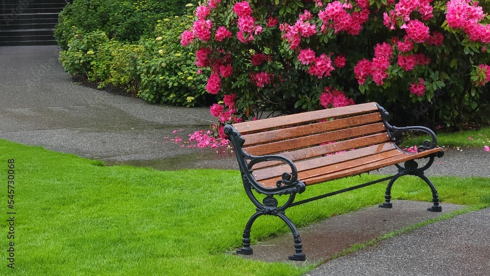 Empty bench in a park after rain with pink Rhododendron flowers behind it