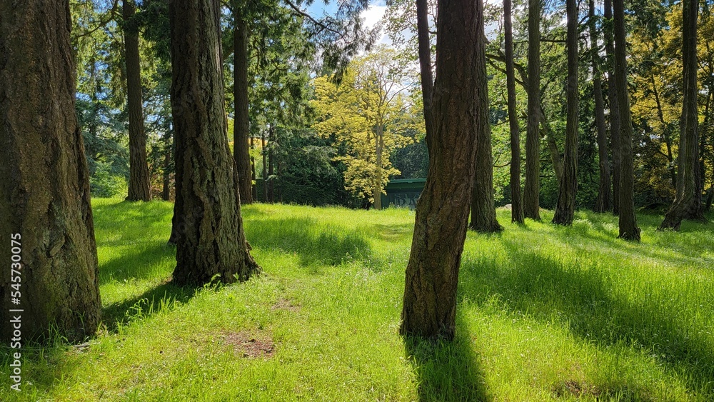 Scenic view of trees providing shade on a sunny day Scenic view of trees providing shade on a sunny day