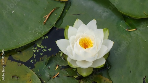 Closeup of a single Nymphaea candida water lily flower on green lily pads