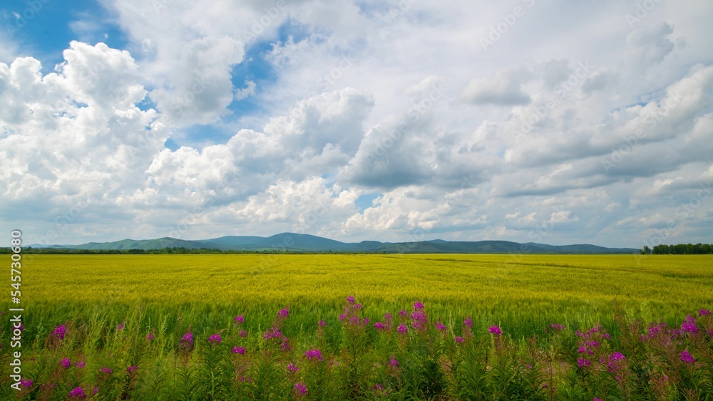 Low-angle of an endless wheat field, mountains and cloudy sky background