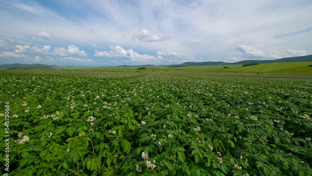 High-angle of a potato blooming endless field with cloudy sky background