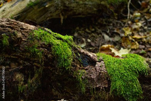 Canvas-taulu mossy log in the forest