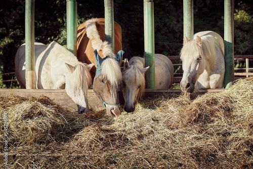 Canvas Print Closeup of horses and ponies eating grass in a stable