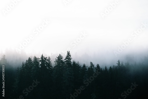 Scenic view to green lush mysterious forest covered in dense fog, Baranof Island, Alaska photo