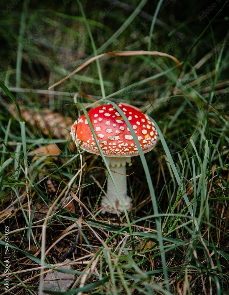 Vertical shallow focus shot of cute red fly agaric mushroom in the forest Vertical shallow focus shot of cute red fly agaric mushroom in the forest