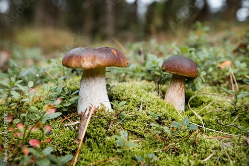 Adorable brown Penny Bun mushrooms in green forest