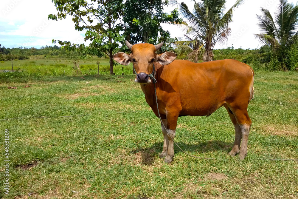 Balinese cows (Bos javanicus domesticus) is a native cow from Indonesia. These cows are used as beef cattle for meat and working cows for plowing the fields. Balinese cows (Bos javanicus domesticus) is a native cow from Indonesia. These cows are used as beef cattle for meat and working cows for plowing the fields.