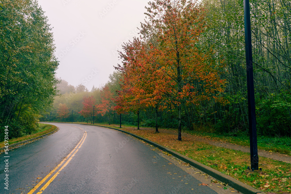 Fall colours on a Burnaby Mountain, BC, road in light rain.
