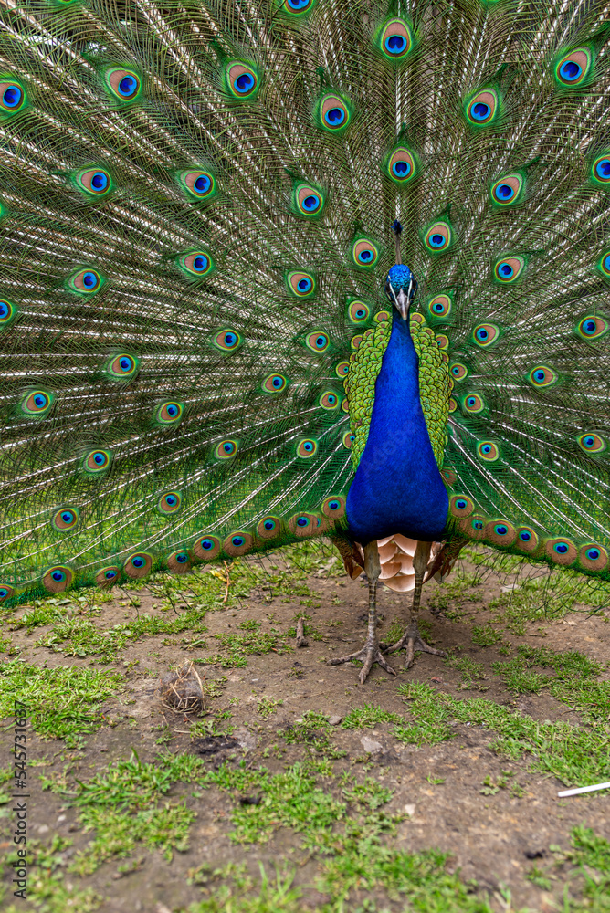 Obraz premium Beautiful adult peacock showing his amazing colorful tail