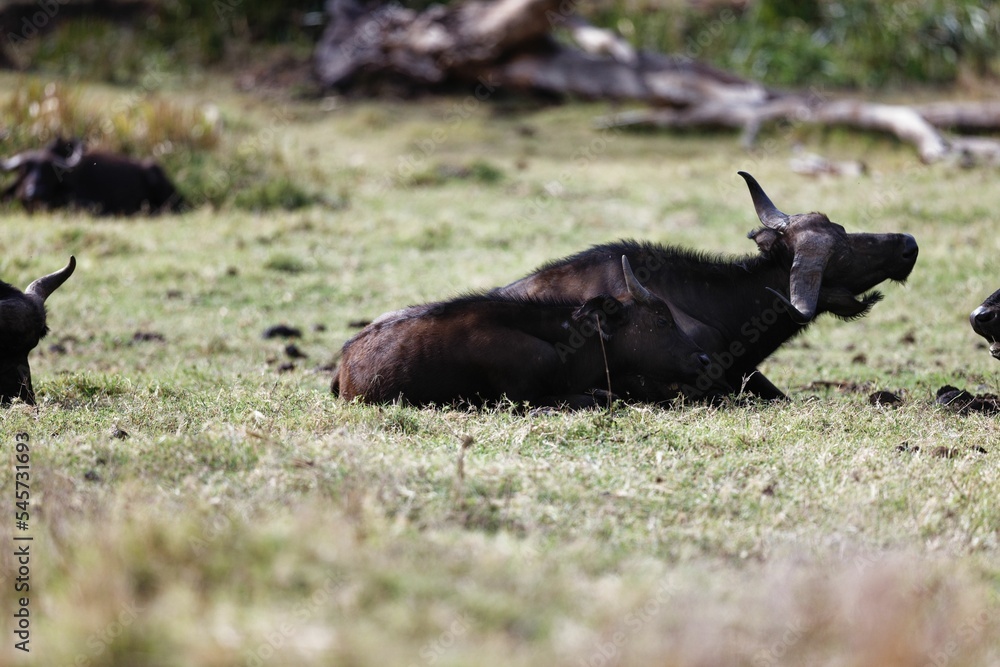 African buffalo laying on the grass in Lewa Conservancy, Kenya African buffalo laying on the grass in Lewa Conservancy, Kenya