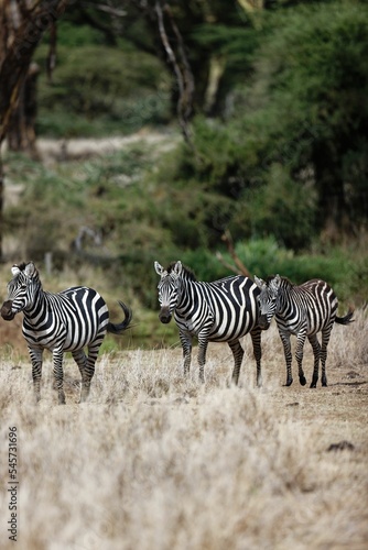 Family of common zebras in Lewa Conservancy  Kenya  vertical shot