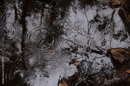 flaque d'eau avec reflet de cime d'arbre et ondulation de goutte de pluie