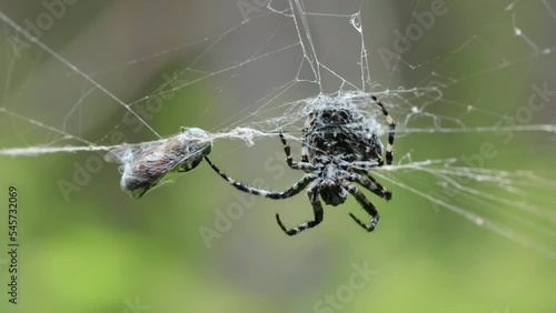 Big black and white spider caught a gadfly in its web