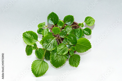 Plectranthus whorled in a flower pot on a gray background photo