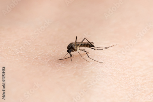 Carry zika virus mosquito
