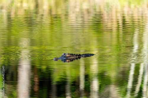 Closeup of alligator's head seen on water surface with greenery reflection photo