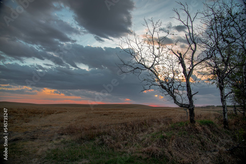 sunset prairie with tree