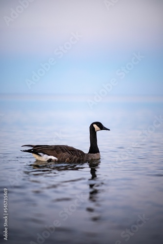 Vertical shot of a Canadian goose floating on a blue pond surface