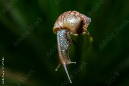the snail crawls to the edge of the leaf and looks down